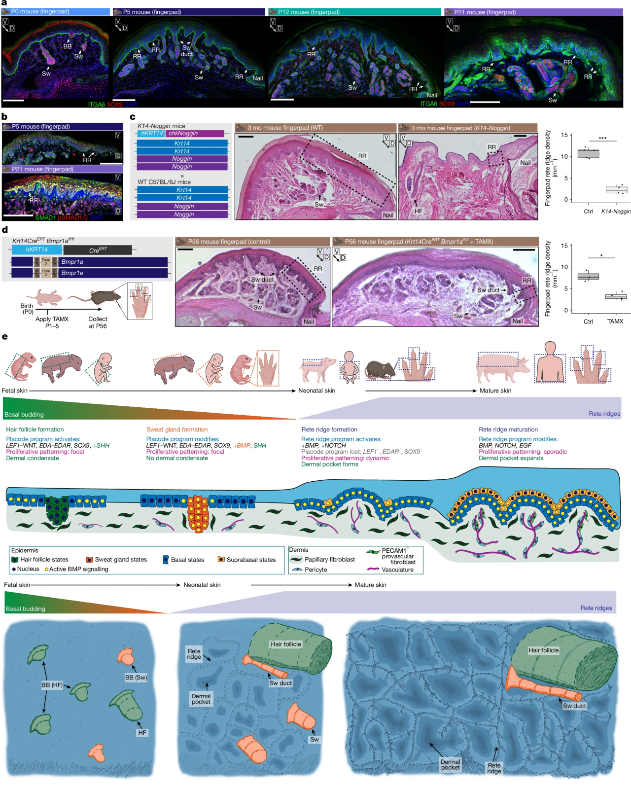 图3. 表皮BMP信号通路是网状嵴形成所必需的